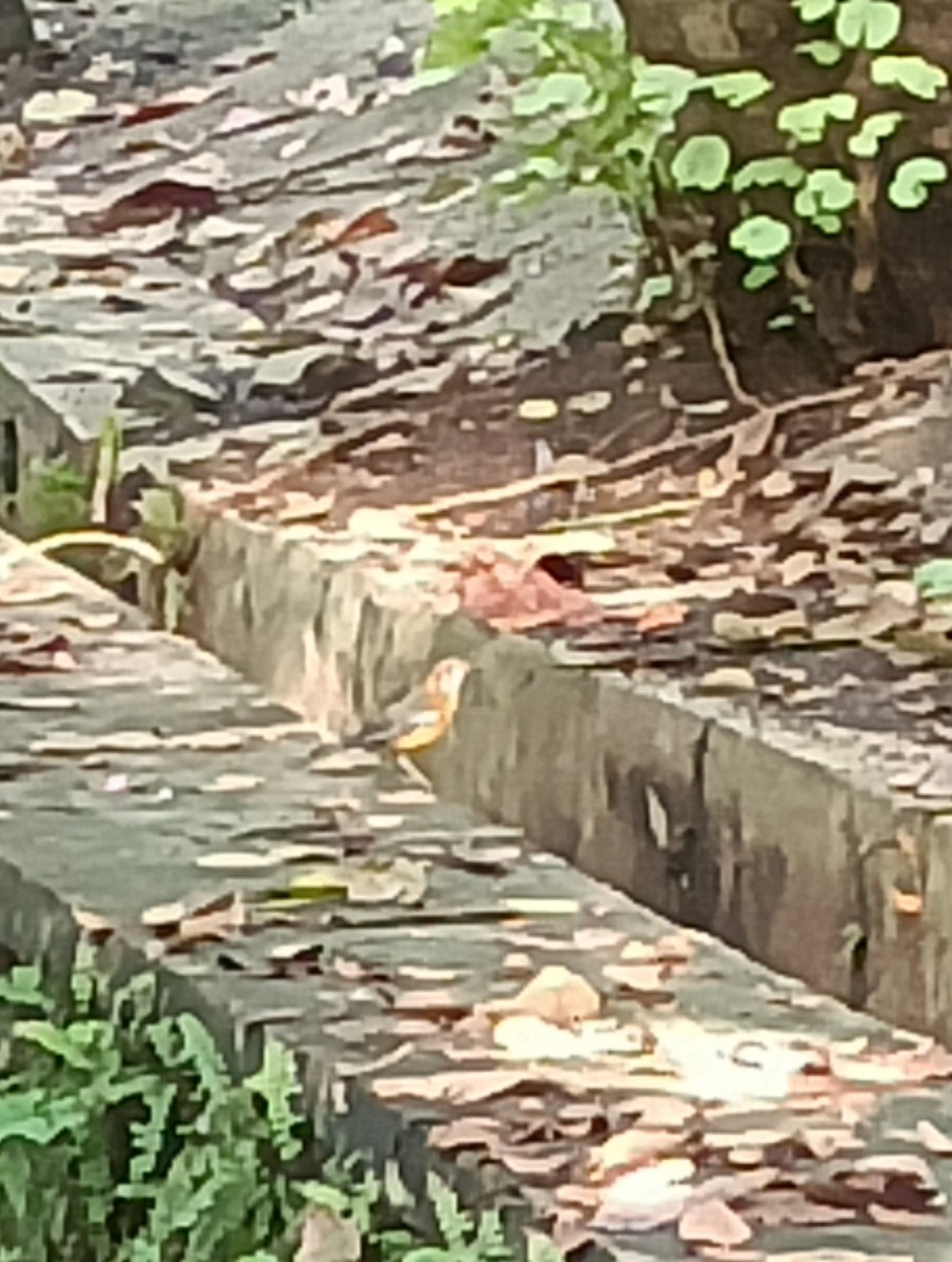 Orange-headed Thrush - ML644346555