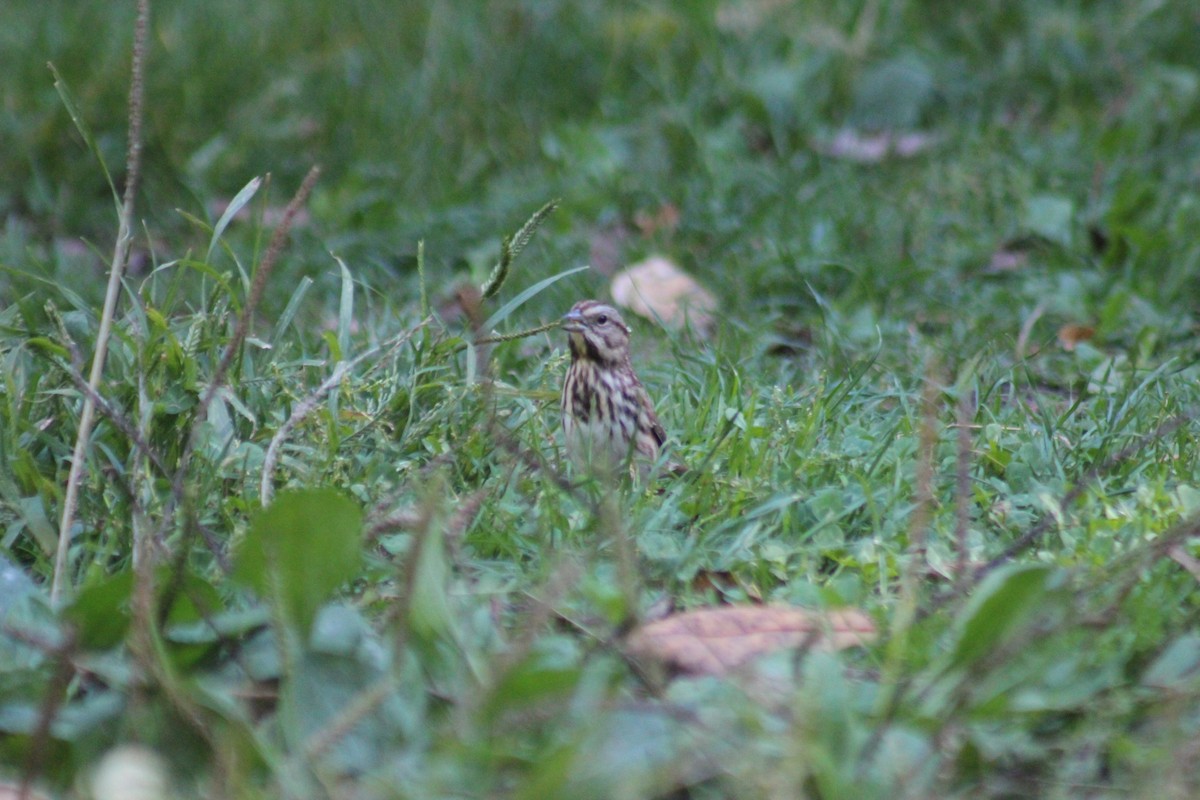 Song Sparrow - ML644346556