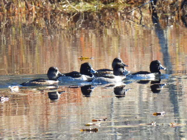 ringand - ML644346558