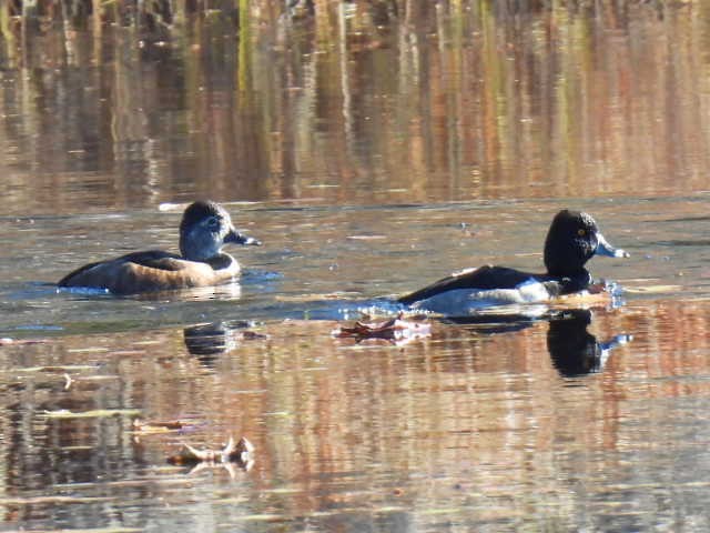 ringand - ML644346559