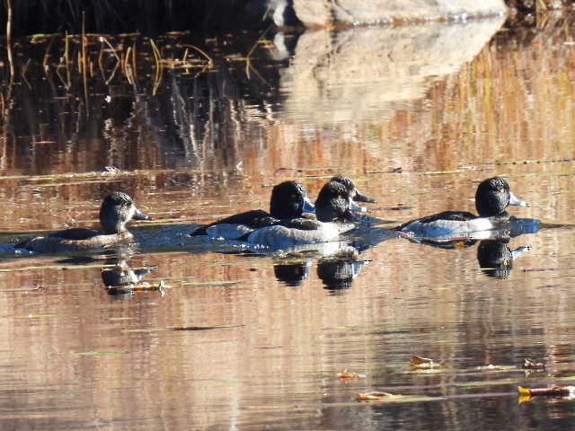 ringand - ML644346560