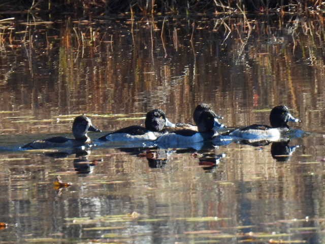 ringand - ML644346561