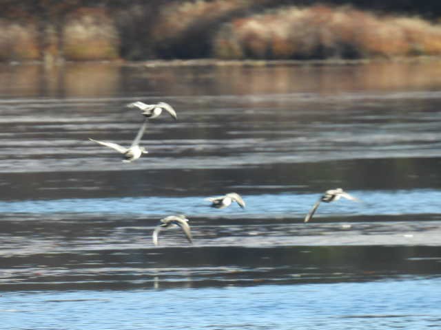 ringand - ML644346562