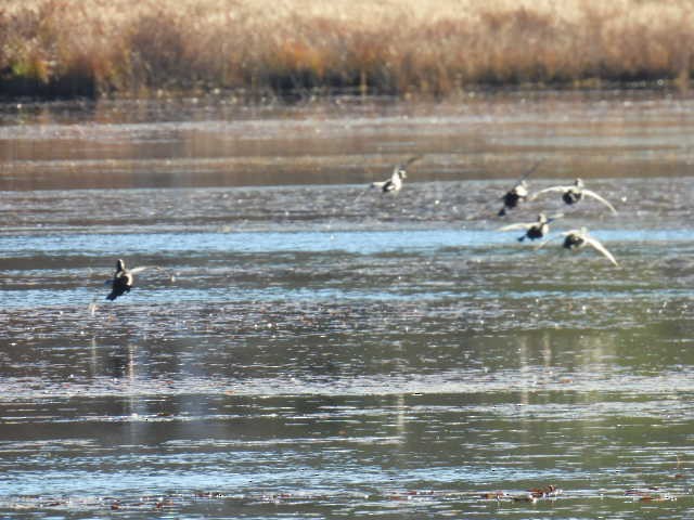 ringand - ML644346563