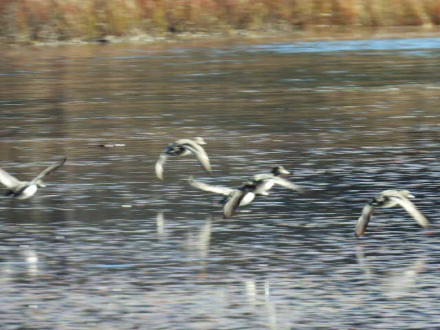 ringand - ML644346564