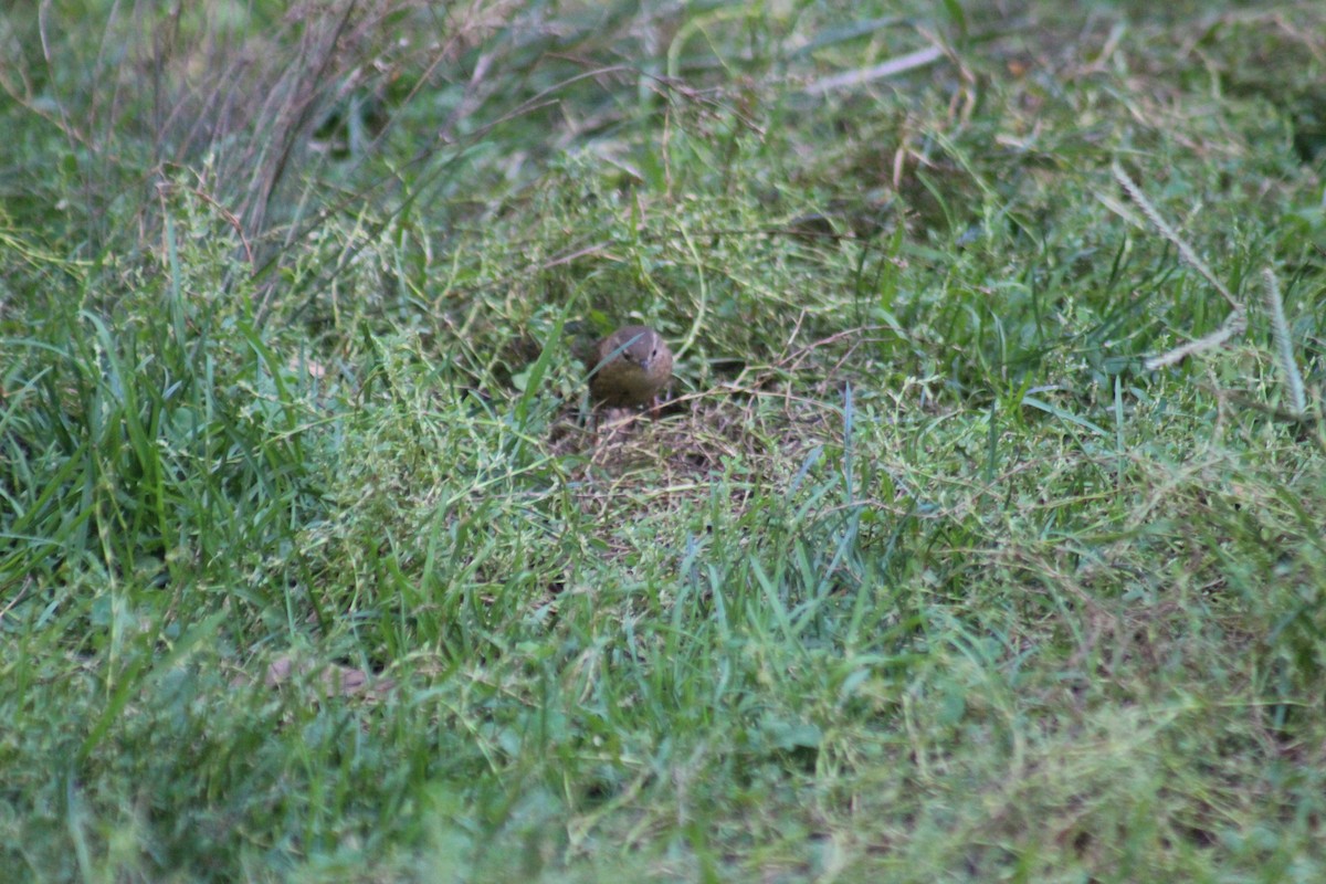 Winter Wren - ML644346570