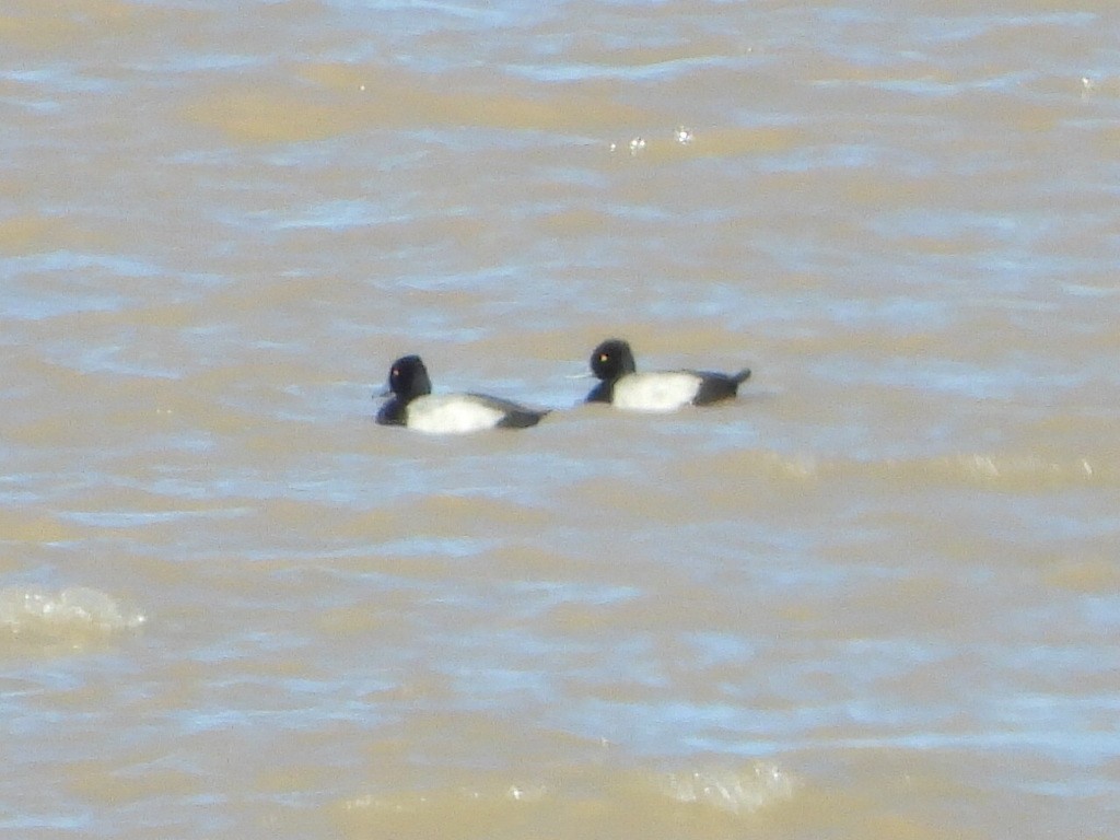 polák vlnkovaný - ML644346575