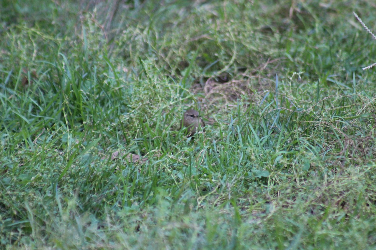 Winter Wren - ML644346576