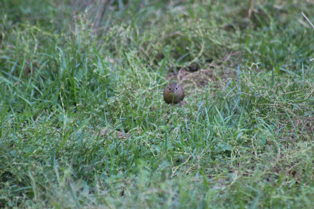 Winter Wren - ML644346578