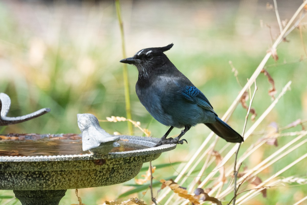 Steller's Jay - ML644346580