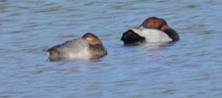 Canvasback - ML644346591