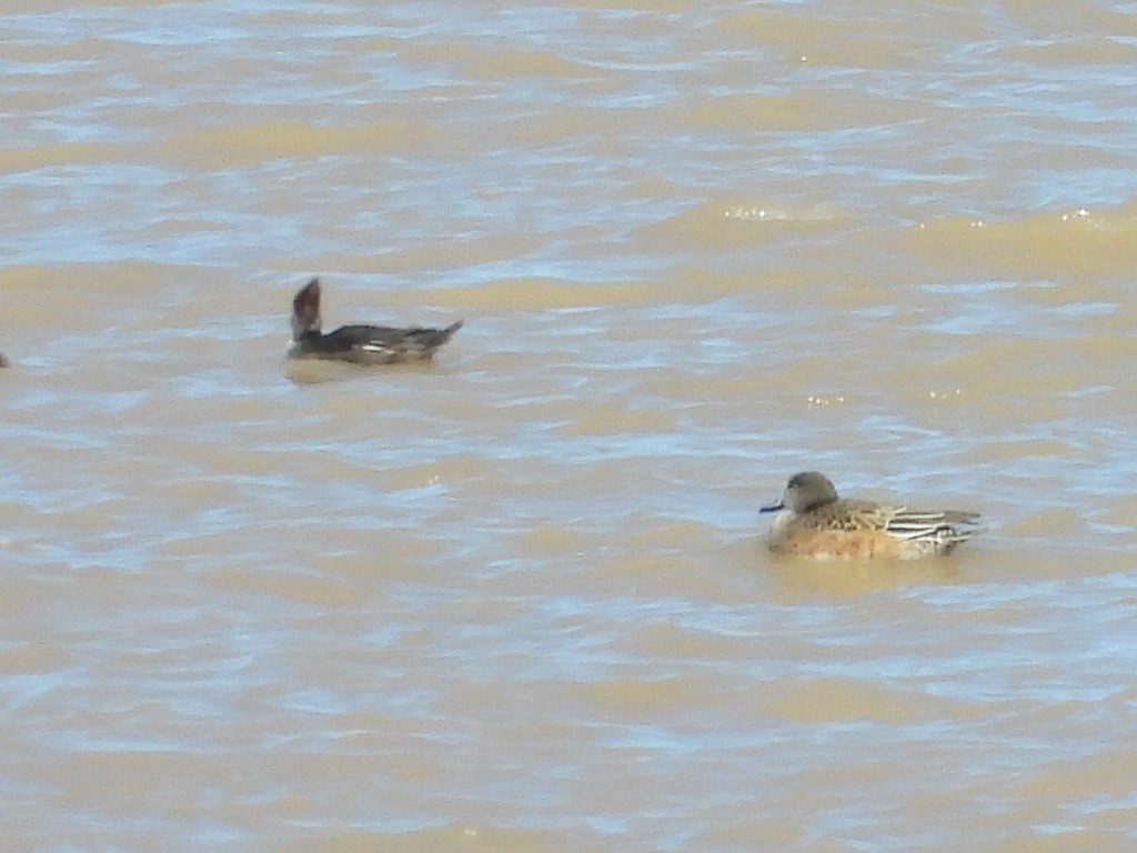 morčák chocholatý - ML644346592