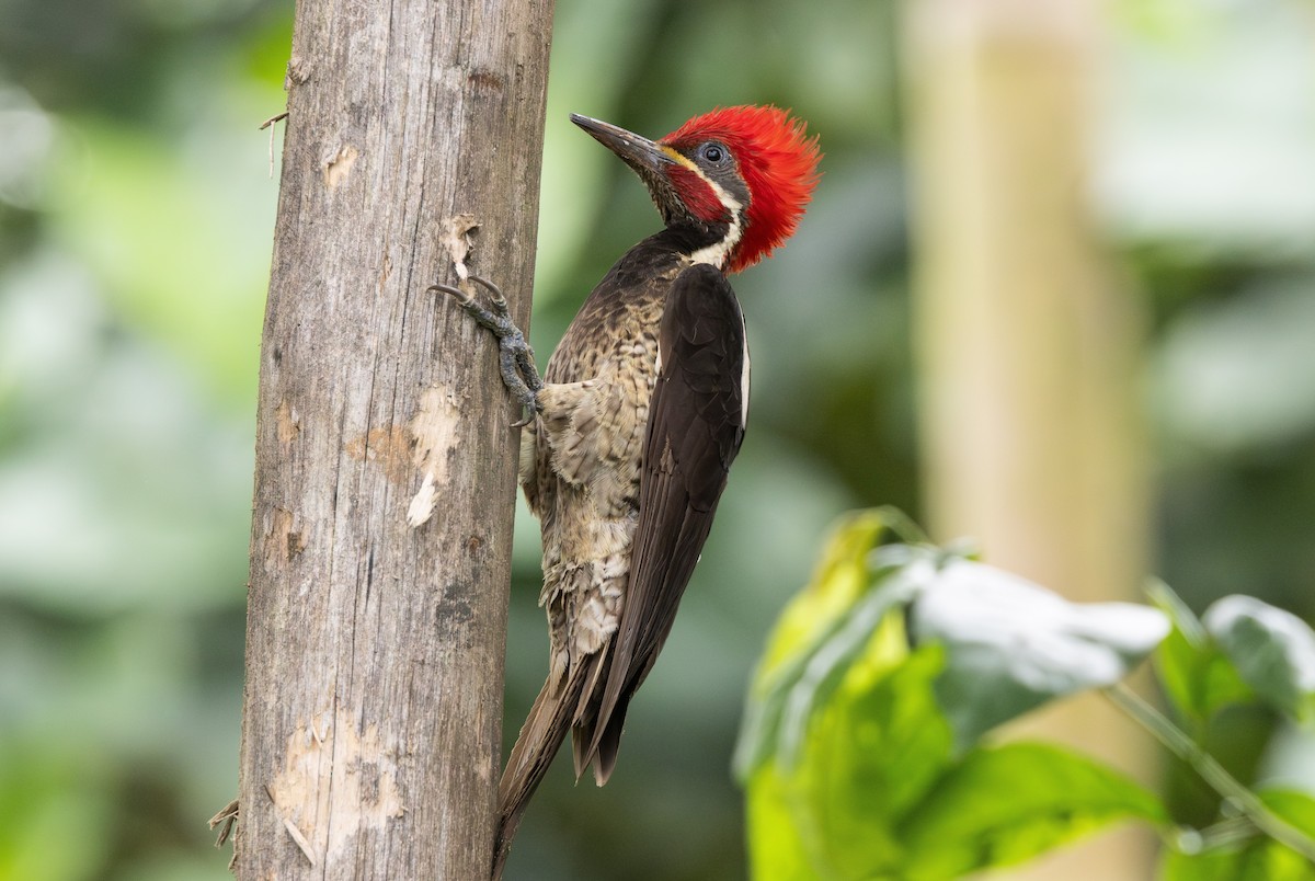 Lineated Woodpecker - ML644346595