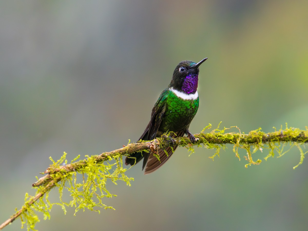 Héliange à queue bleue - ML644346613