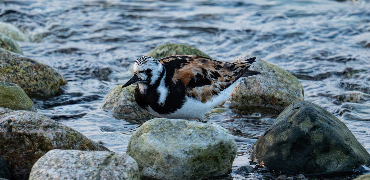 Tournepierre à collier - ML644346634