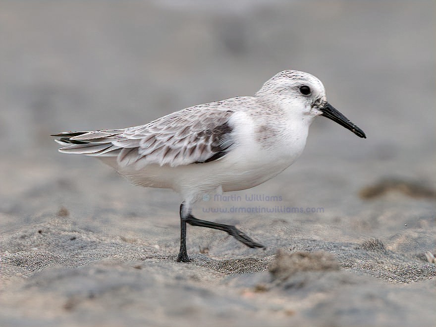 Sanderling - ML644346635
