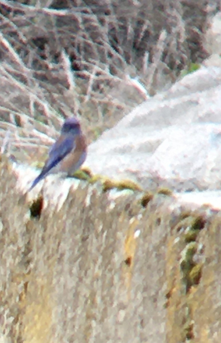 Western Bluebird - ML644346650