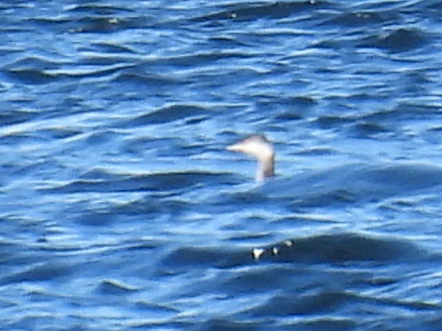 Red-necked Grebe - ML644346653