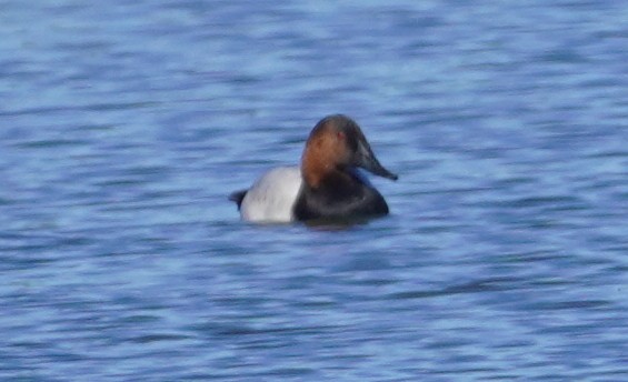 Canvasback - ML644346657