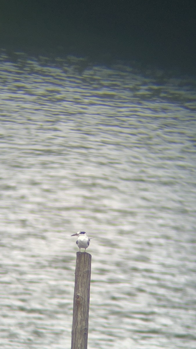 Yellow-billed Tern - ML644346660