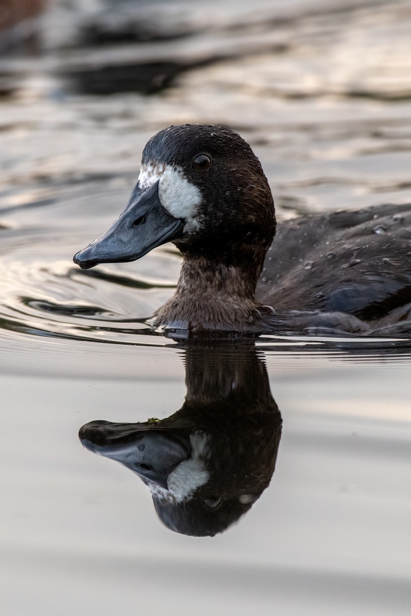 Bergente - ML644346661