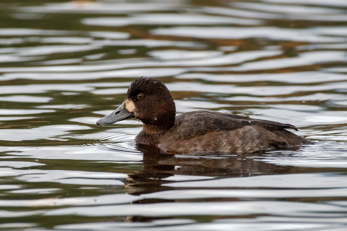 Bergente - ML644346662