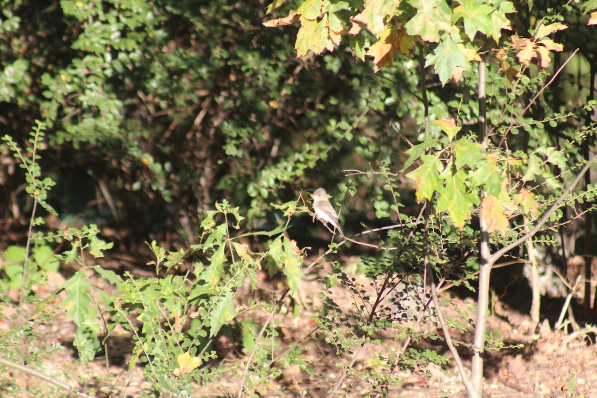 יערית מזרחית - ML644346672