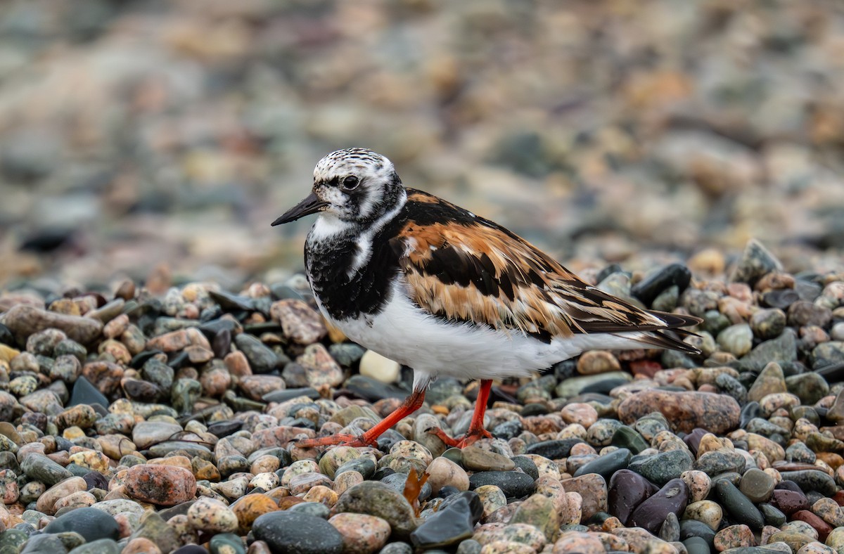 Tournepierre à collier - ML644346675