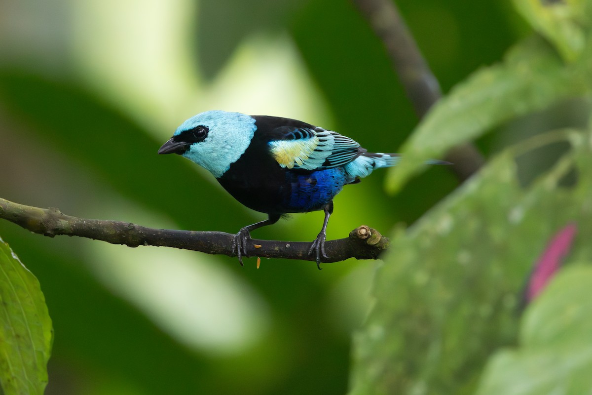 Blue-necked Tanager - ML644346678