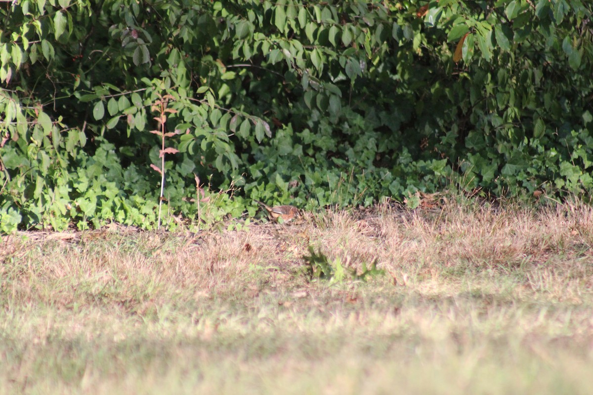 טואי אדום-עין - ML644346703