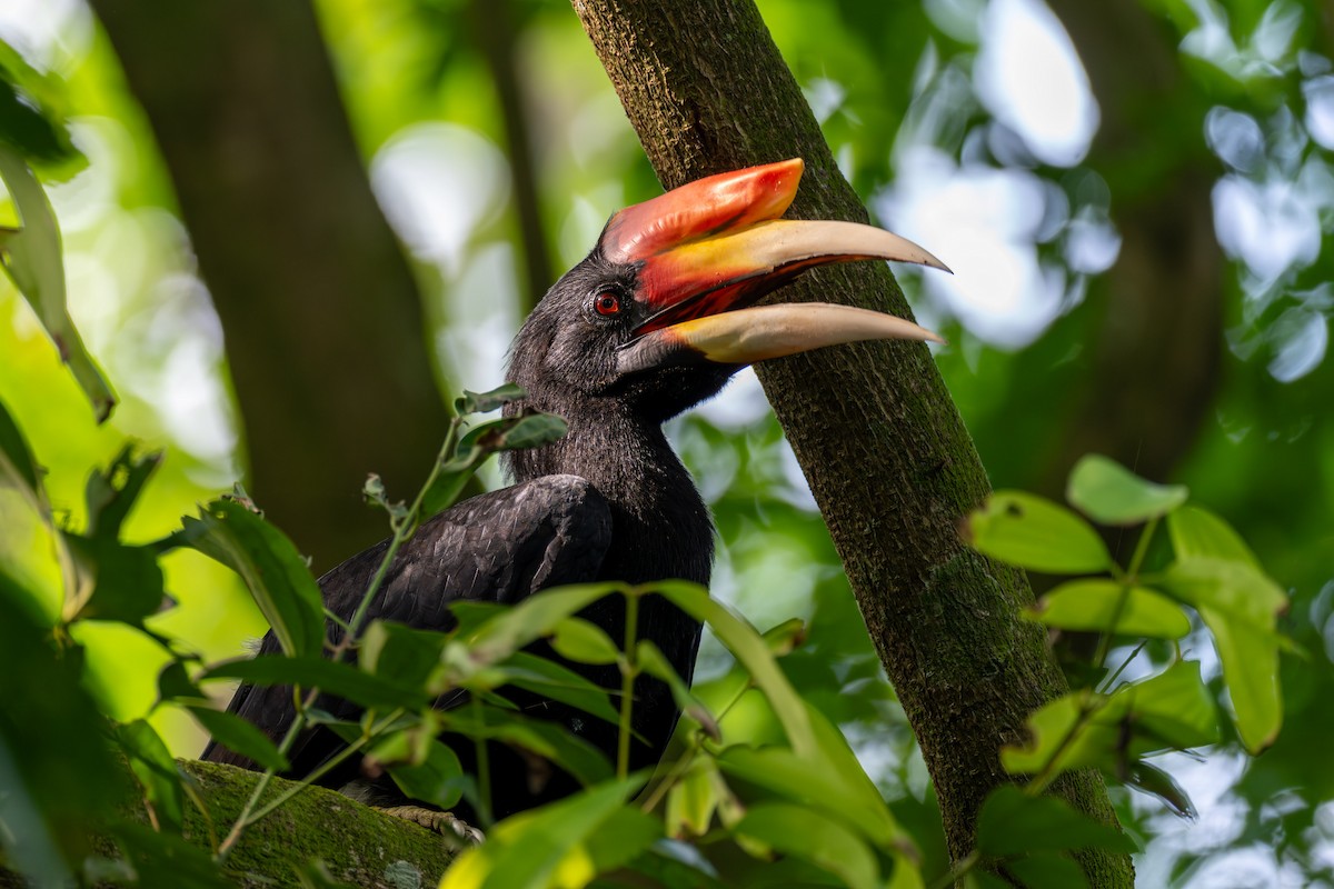 Rhinoceros Hornbill - ML644346704