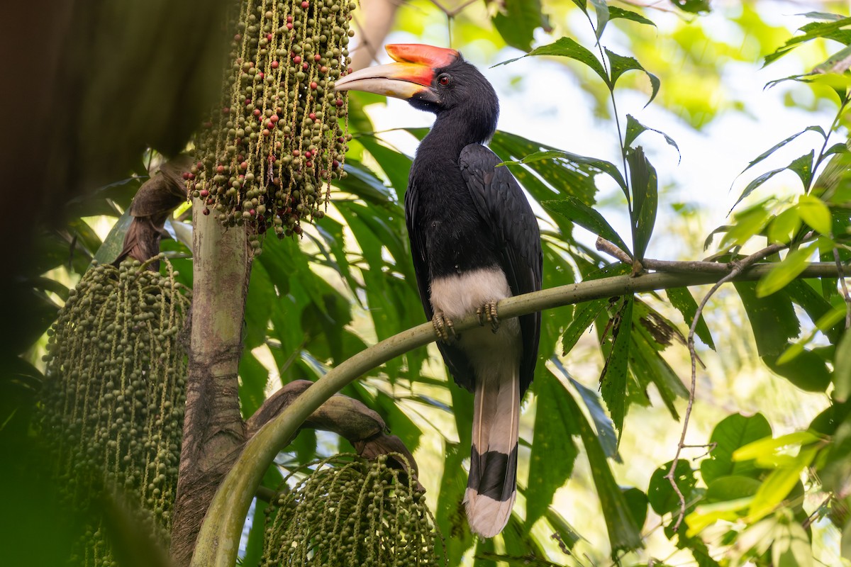 Rhinoceros Hornbill - ML644346705