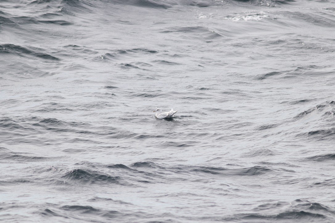 Kaio hegalzuria (kumlieni/glaucoides) - ML644346723