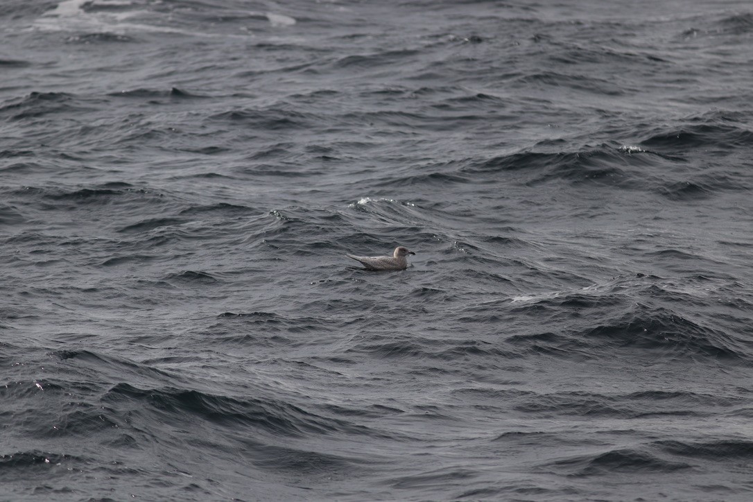 Kaio hegalzuria (kumlieni/glaucoides) - ML644346728