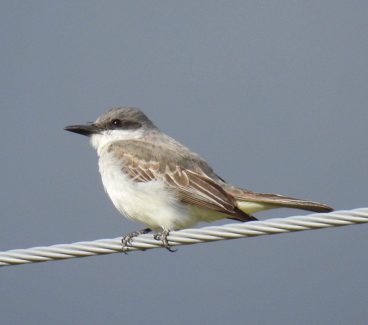 Gray Kingbird - ML644346739