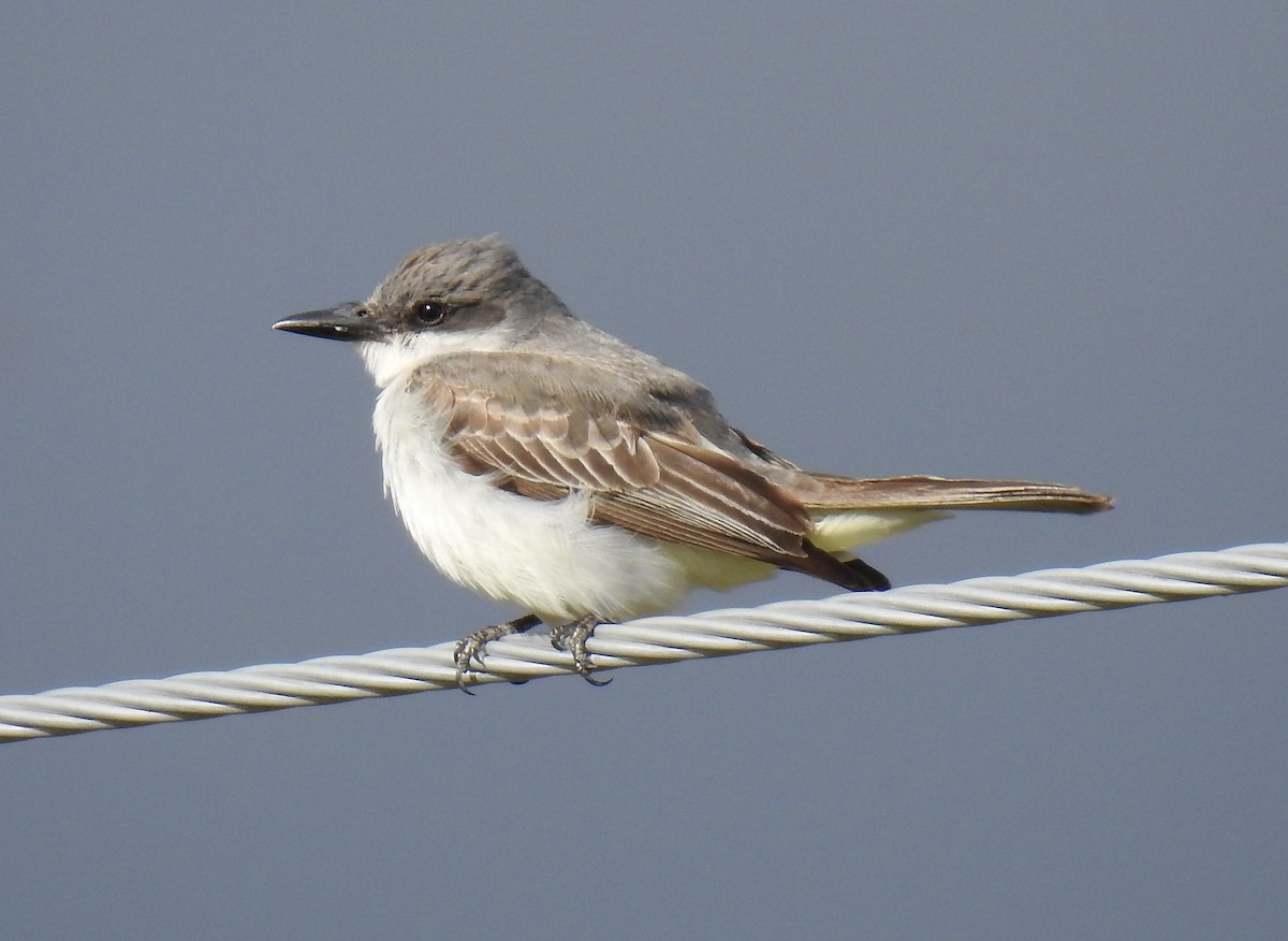 Gray Kingbird - ML644346745