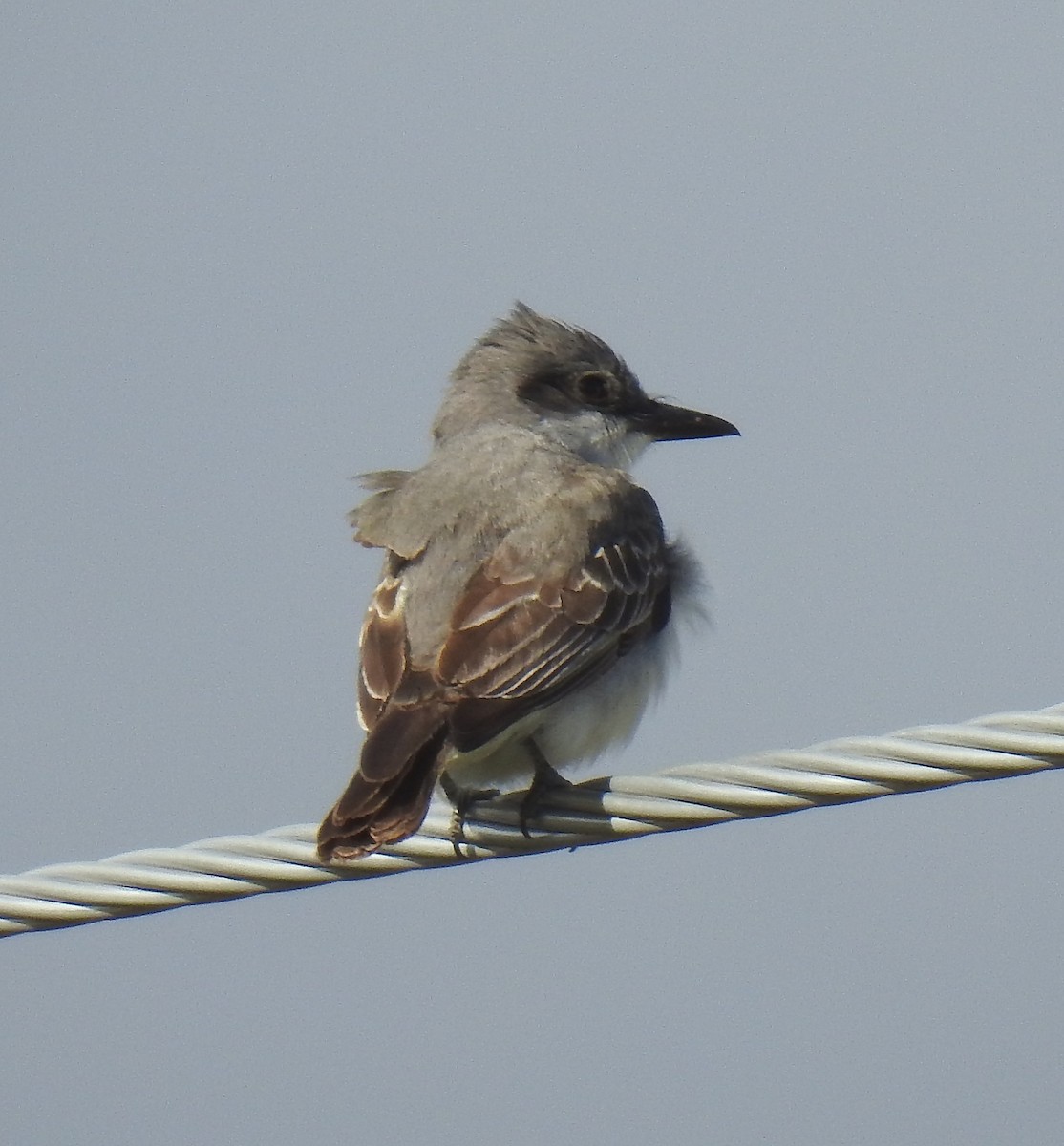 Gray Kingbird - ML644346752