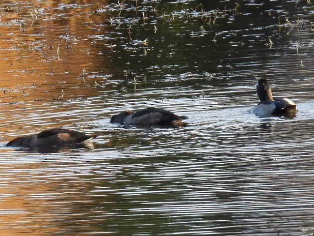 ringand - ML644346757