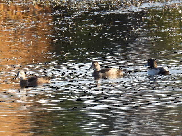 ringand - ML644346759