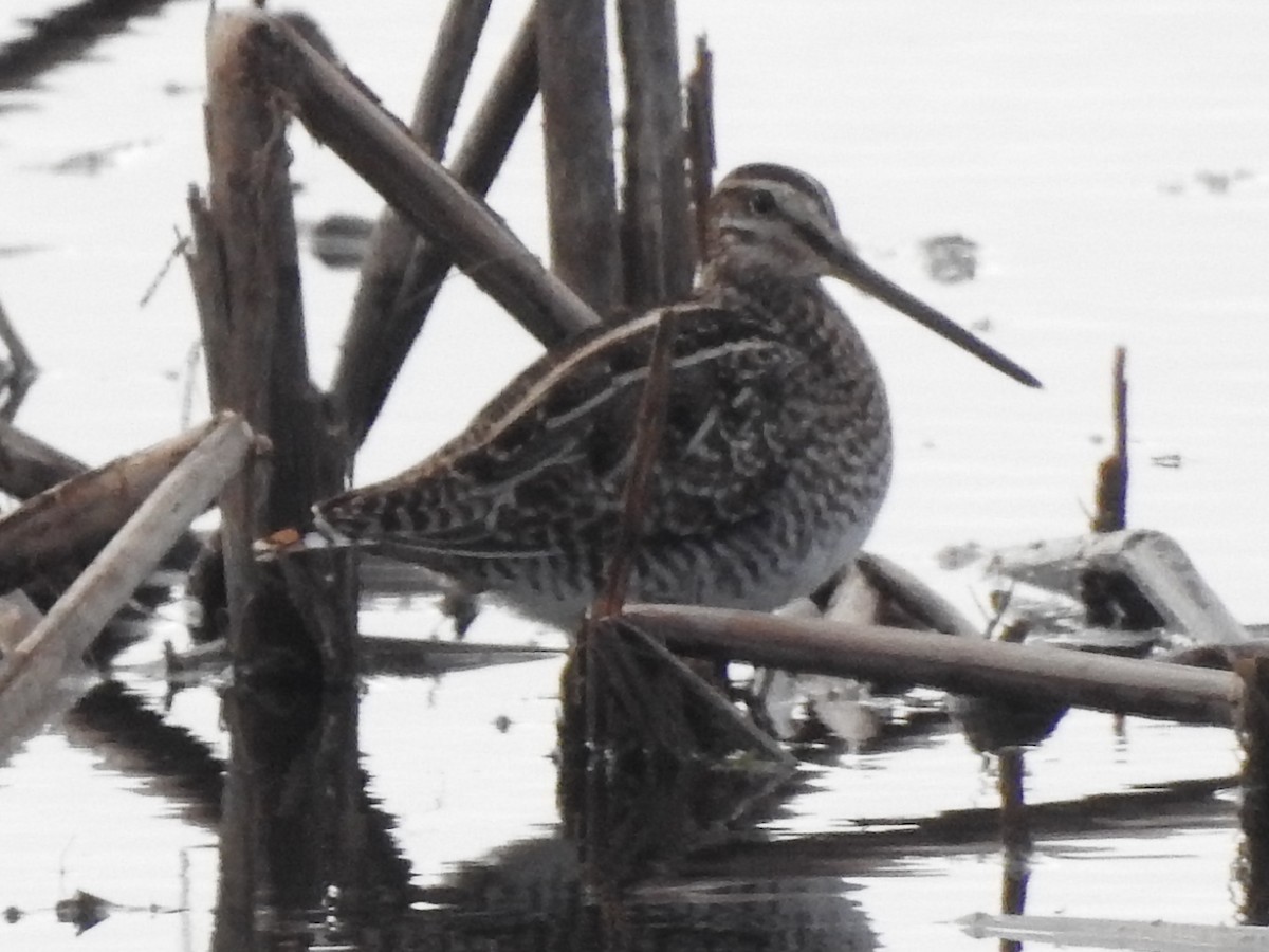 Wilson's Snipe - ML644346760