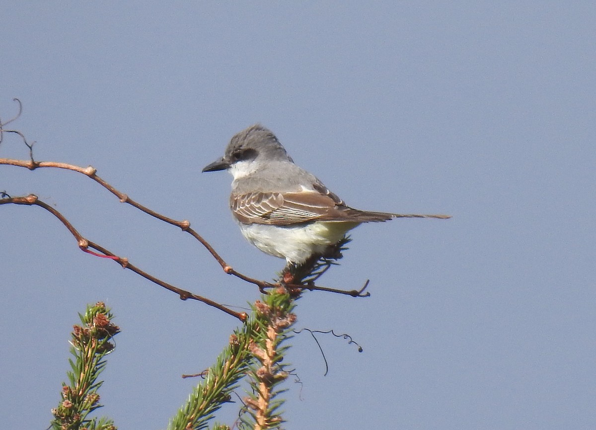 Gray Kingbird - ML644346765