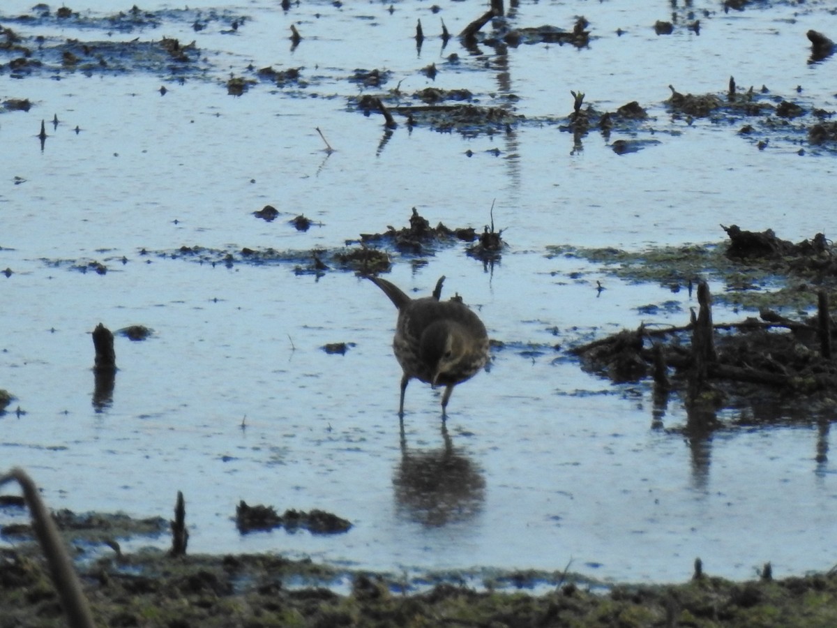 American Pipit - ML644346787