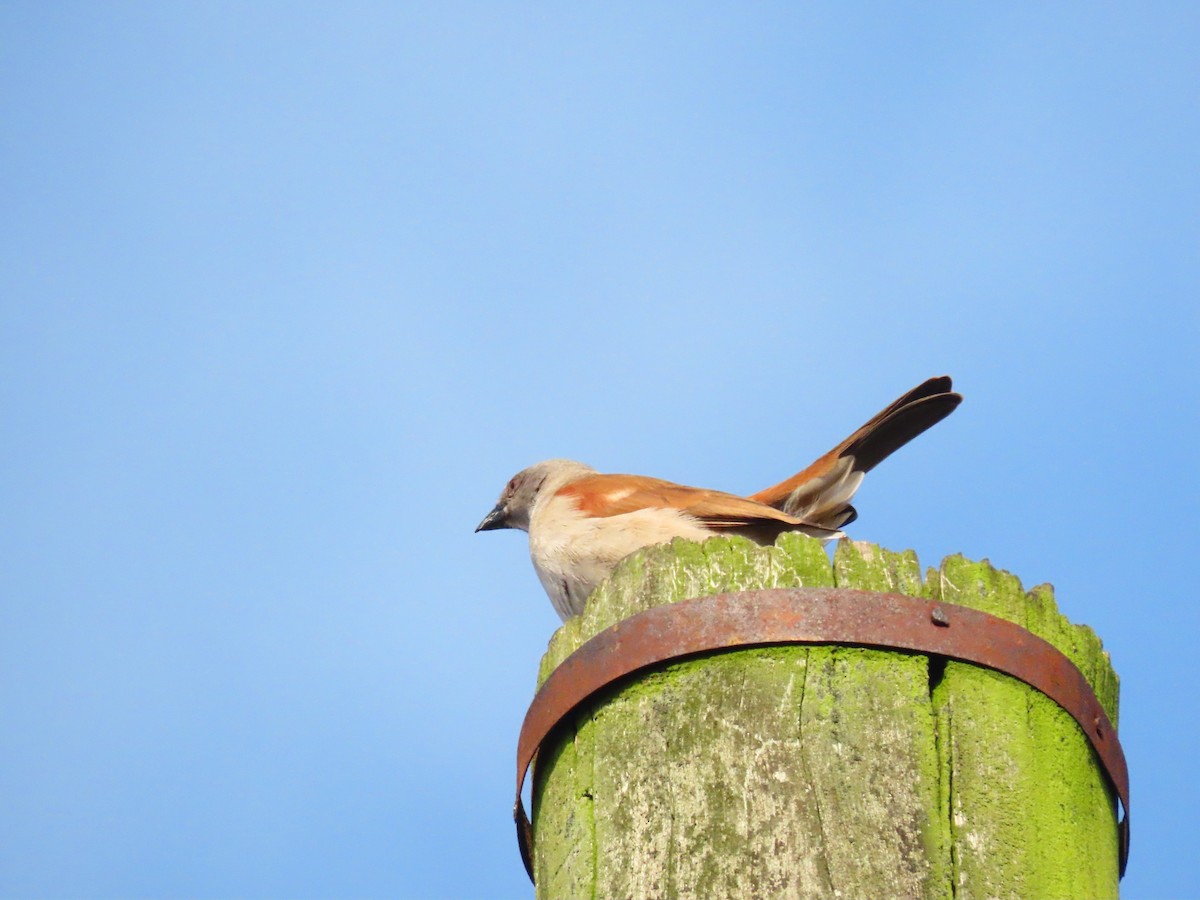 Northern Gray-headed Sparrow - ML644346788