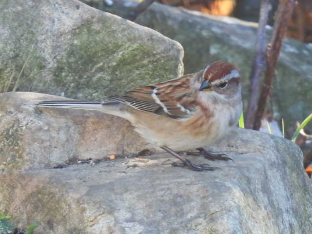 Пасовник північний - ML644346789