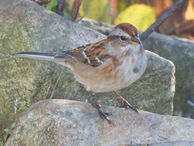 Пасовник північний - ML644346790