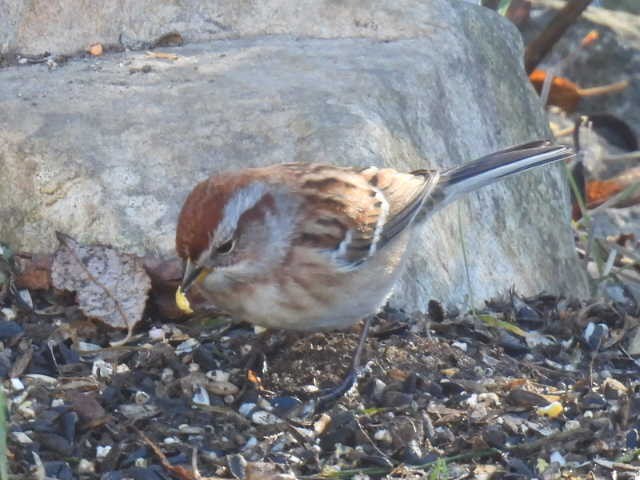 Пасовник північний - ML644346791