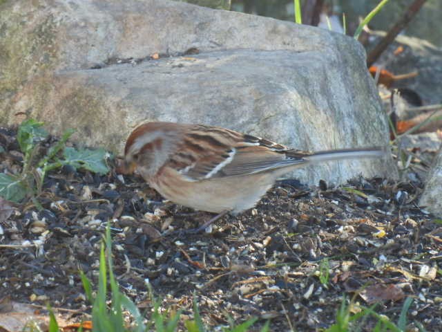 Пасовник північний - ML644346792