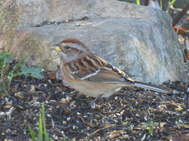 Пасовник північний - ML644346793