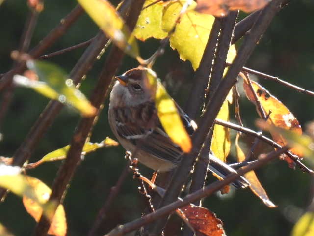 Пасовник північний - ML644346794