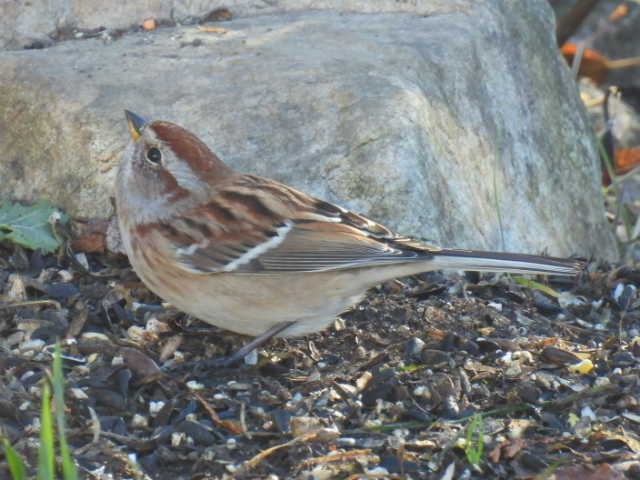 Пасовник північний - ML644346795